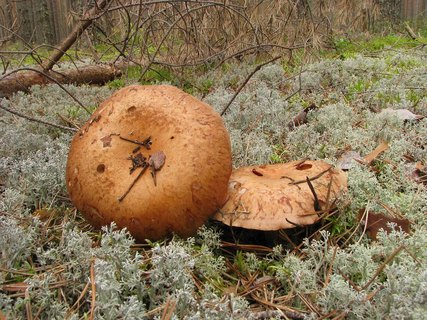 Leucocortinarius bulbiger