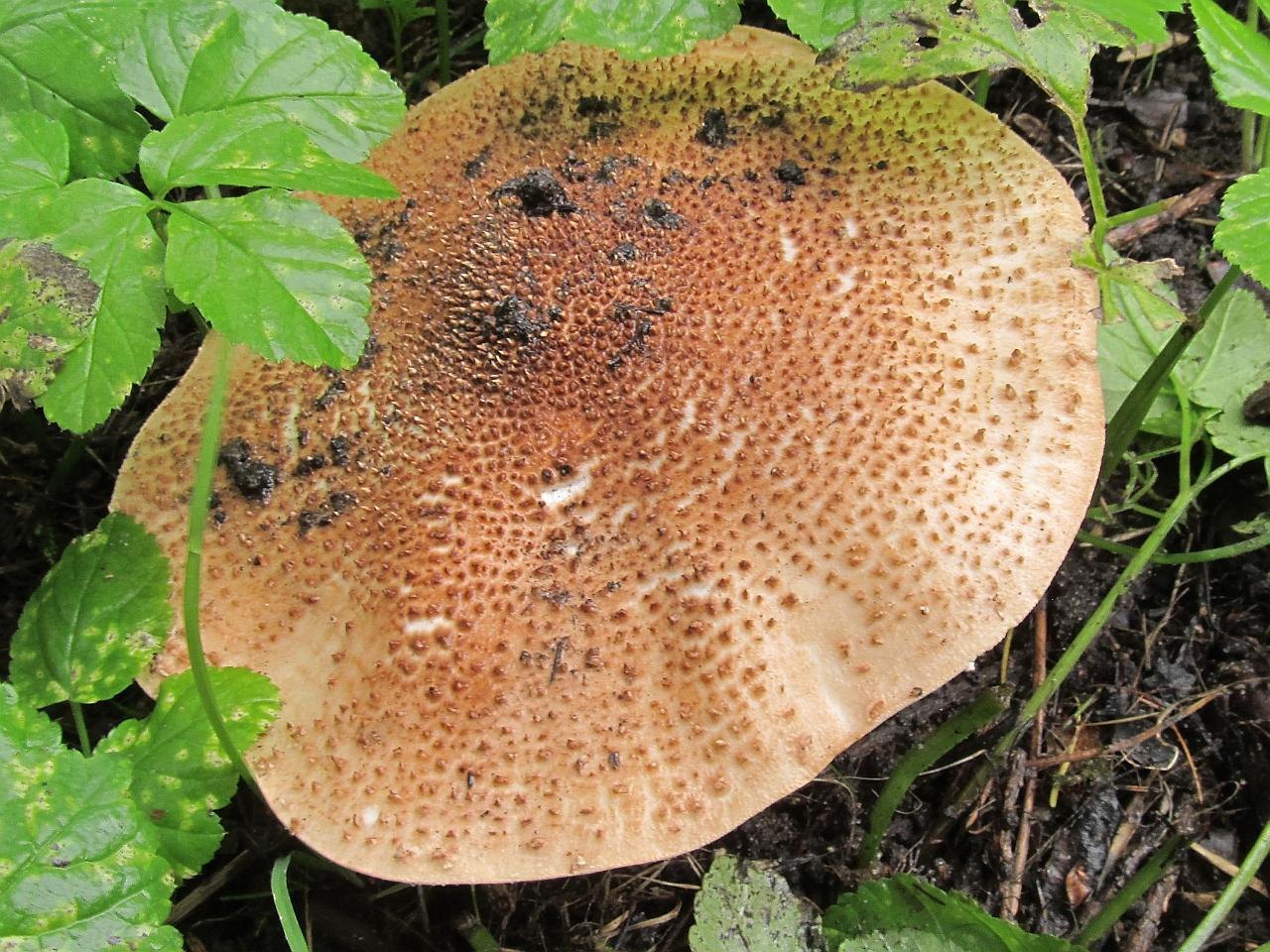 Leucopholiota