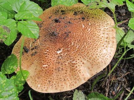 Leucopholiota lignicola