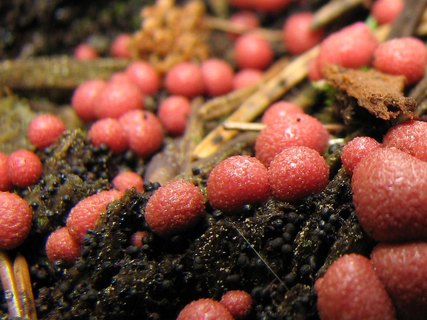 Lycogala epidendrum