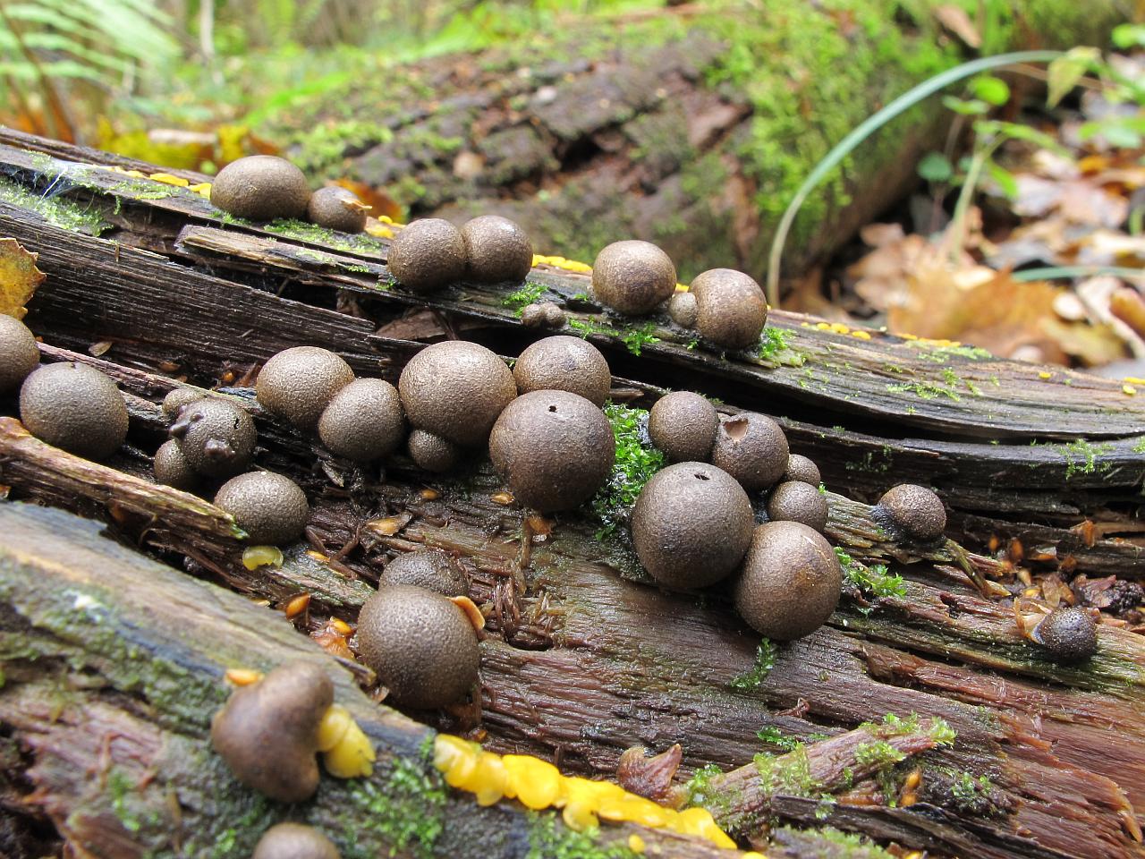 Lycogala epidendrum