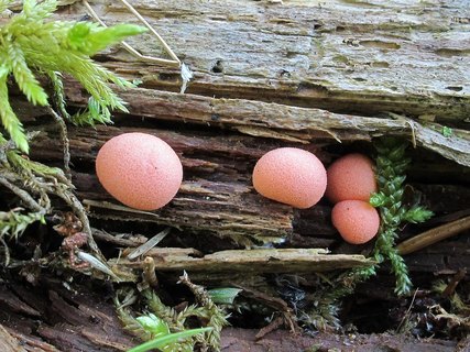 Lycogala epidendrum
