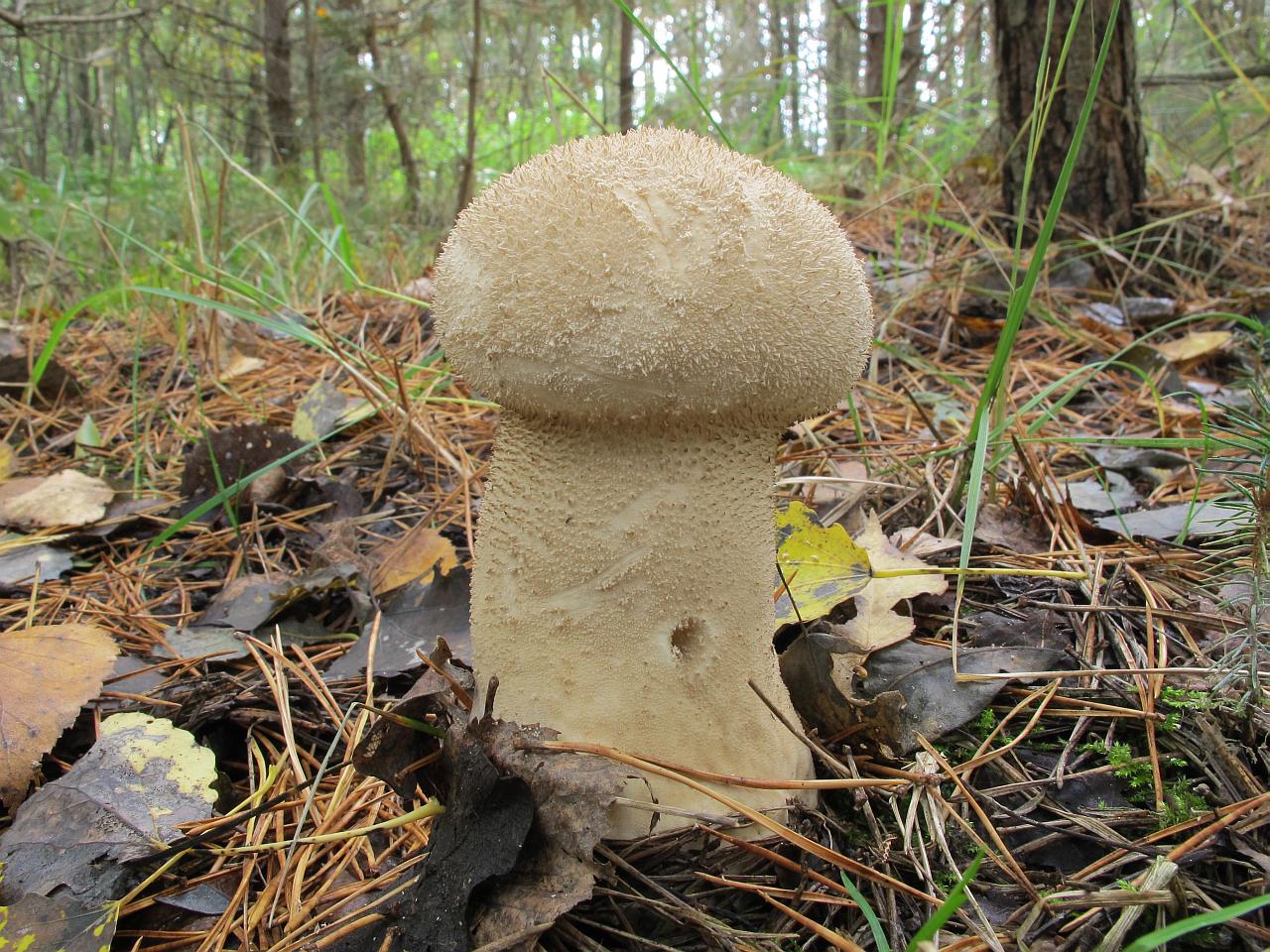 Lycoperdon excipuliforme