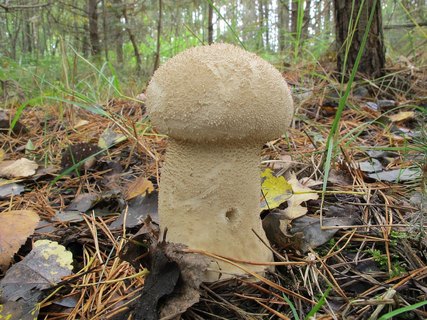 Lycoperdon excipuliforme