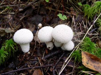 Lycoperdon perlatum
