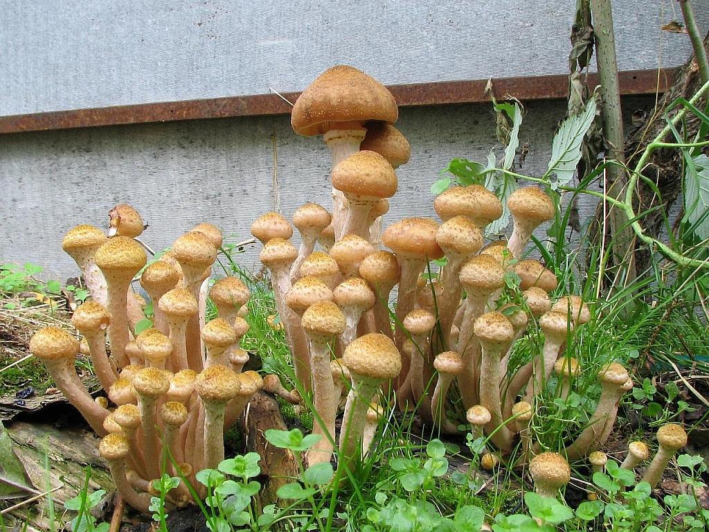 Armillaria