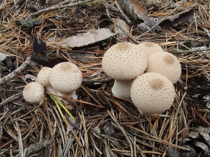 Lycoperdon perlatum