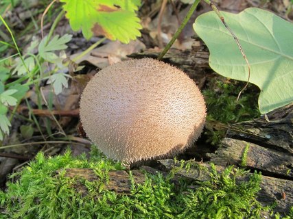 Lycoperdon pyriforme
