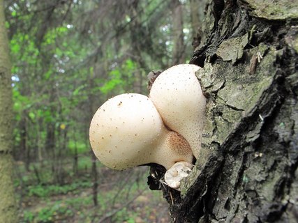 Lycoperdon pyriforme