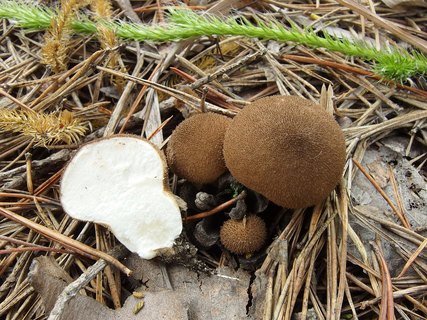 Lycoperdon umbrinum
