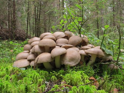 Lyophyllum decastes