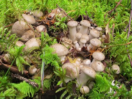 Lyophyllum decastes
