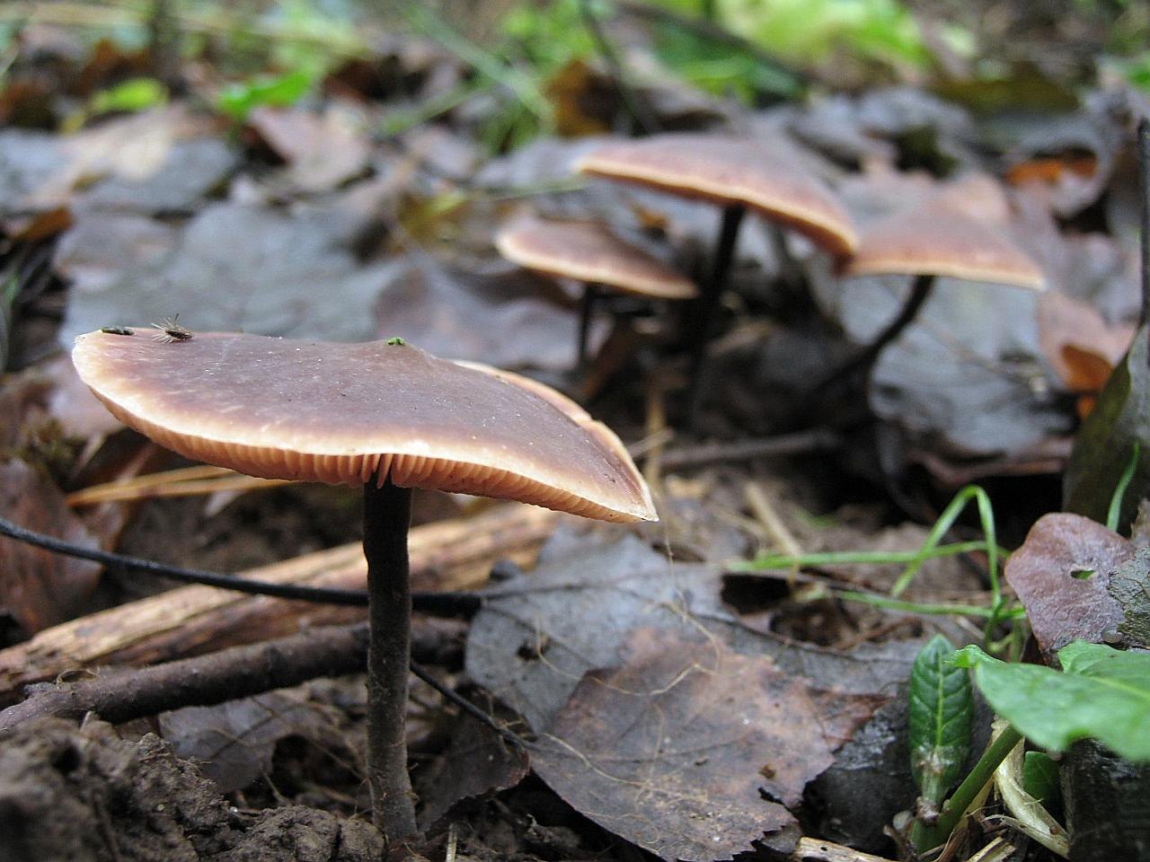 Macrocystidia