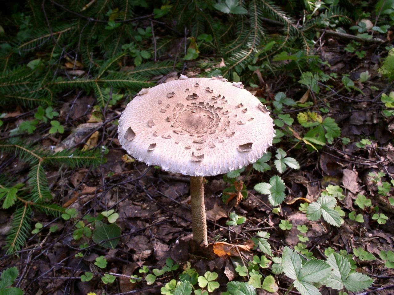 Macrolepiota