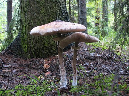 Macrolepiota procera