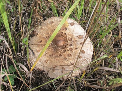Macrolepiota procera