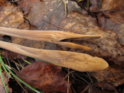Macrotyphula fistulosa
