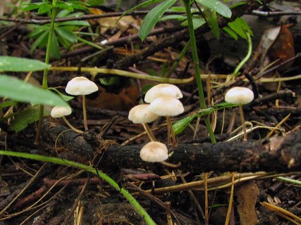 Marasmiellus ramealis