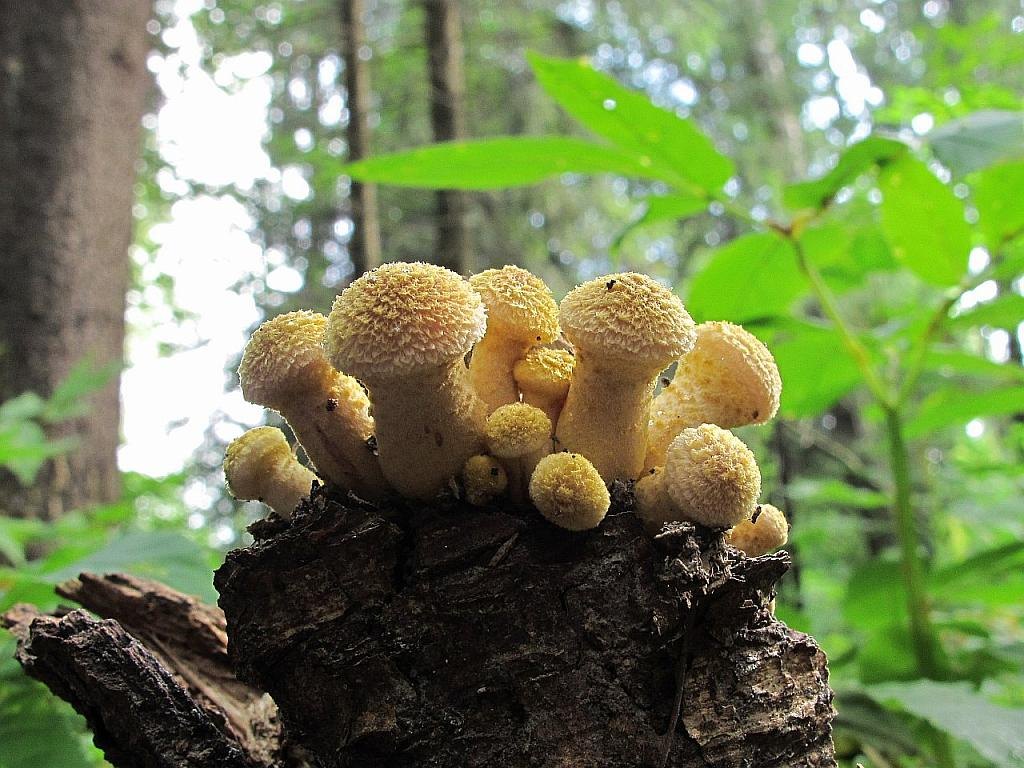 Armillaria borealis