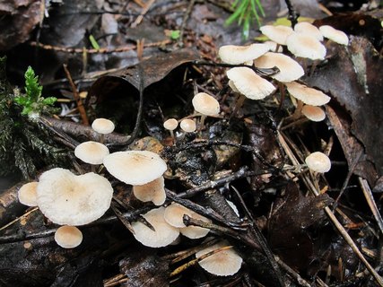 Marasmiellus ramealis