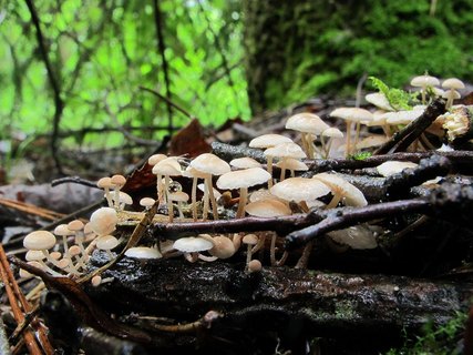 Marasmiellus ramealis
