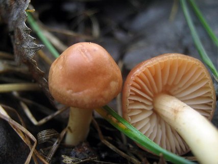 Marasmius oreades