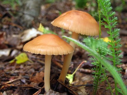 Marasmius oreades