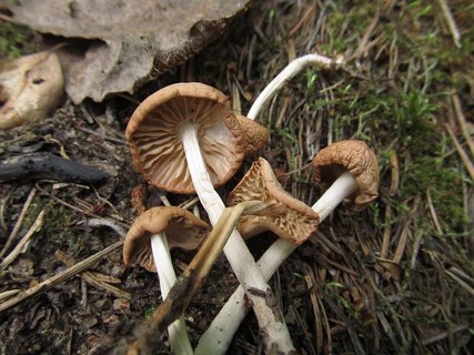 Marasmius oreades