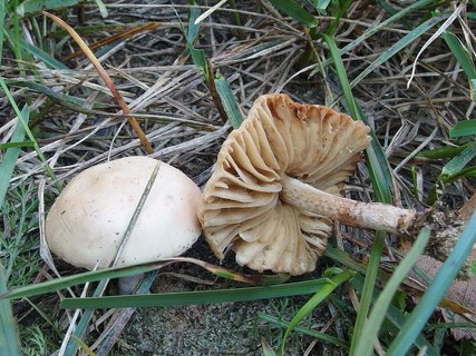 Marasmius oreades