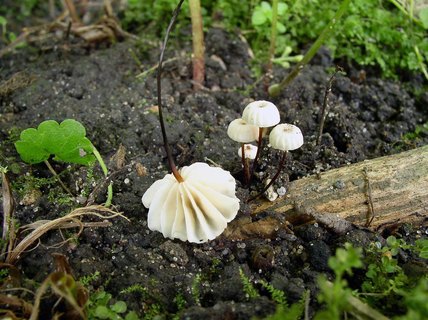 Marasmius rotula