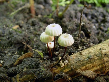 Marasmius rotula