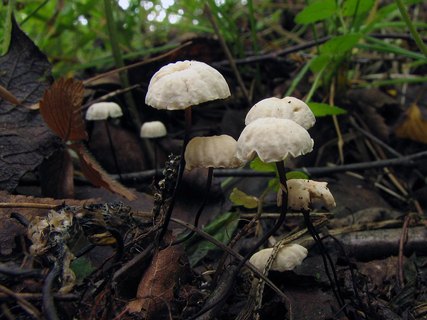 Marasmius rotula