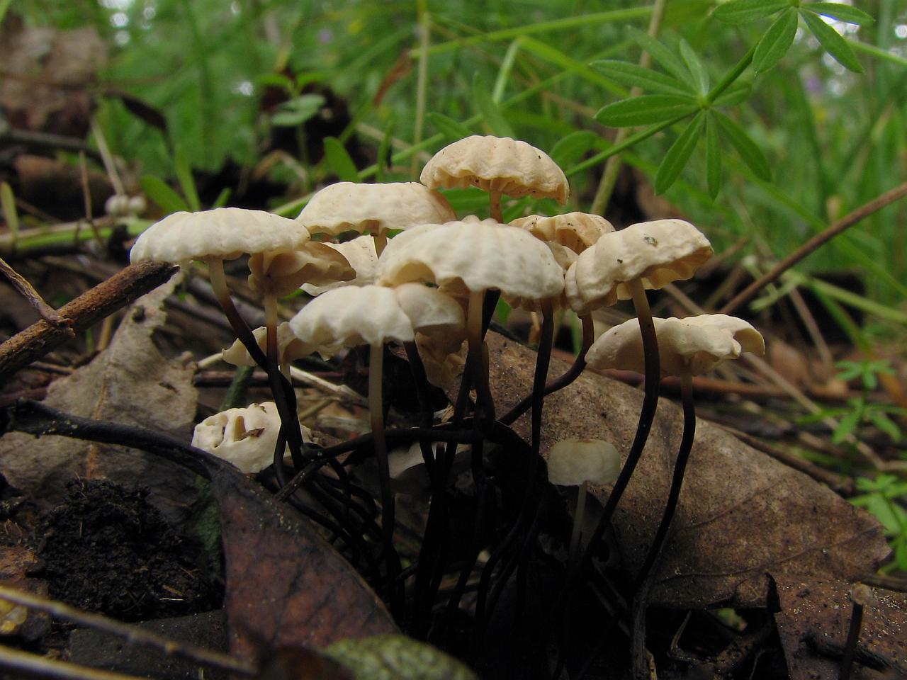 Marasmius rotula