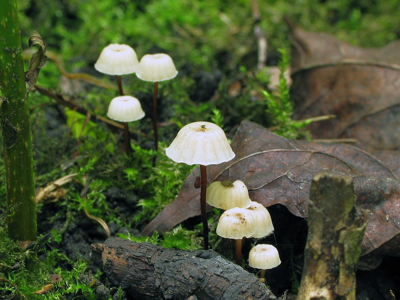 Marasmius rotula