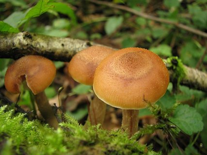Armillaria cepistipes