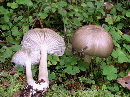 Megacollybia platyphylla
