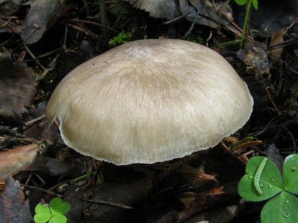 Megacollybia platyphylla