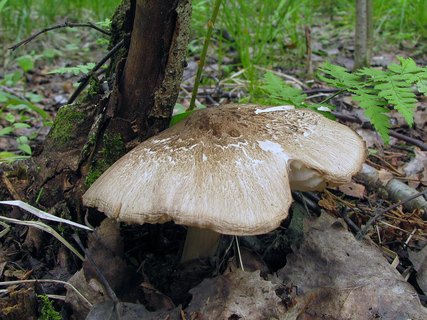 Megacollybia platyphylla