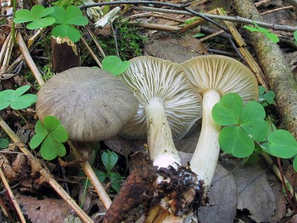 Megacollybia platyphylla