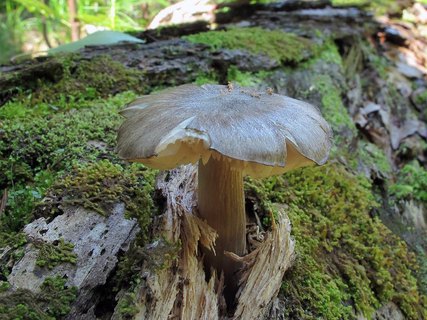 Megacollybia platyphylla