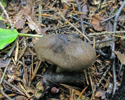 Megacollybia platyphylla