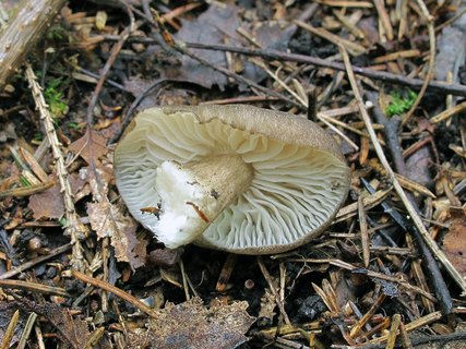 Megacollybia platyphylla