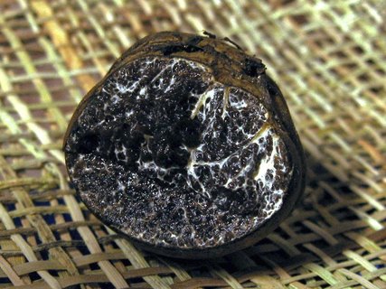 Melanogaster broomeanus
