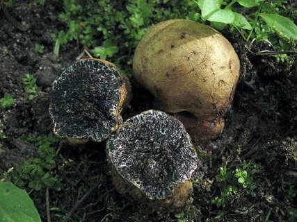 Melanogaster broomeanus