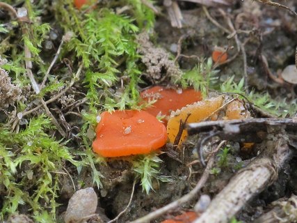 Melastiza chateri