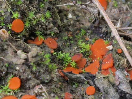 Melastiza chateri
