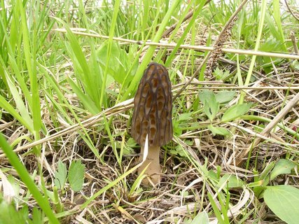 Morchella elata