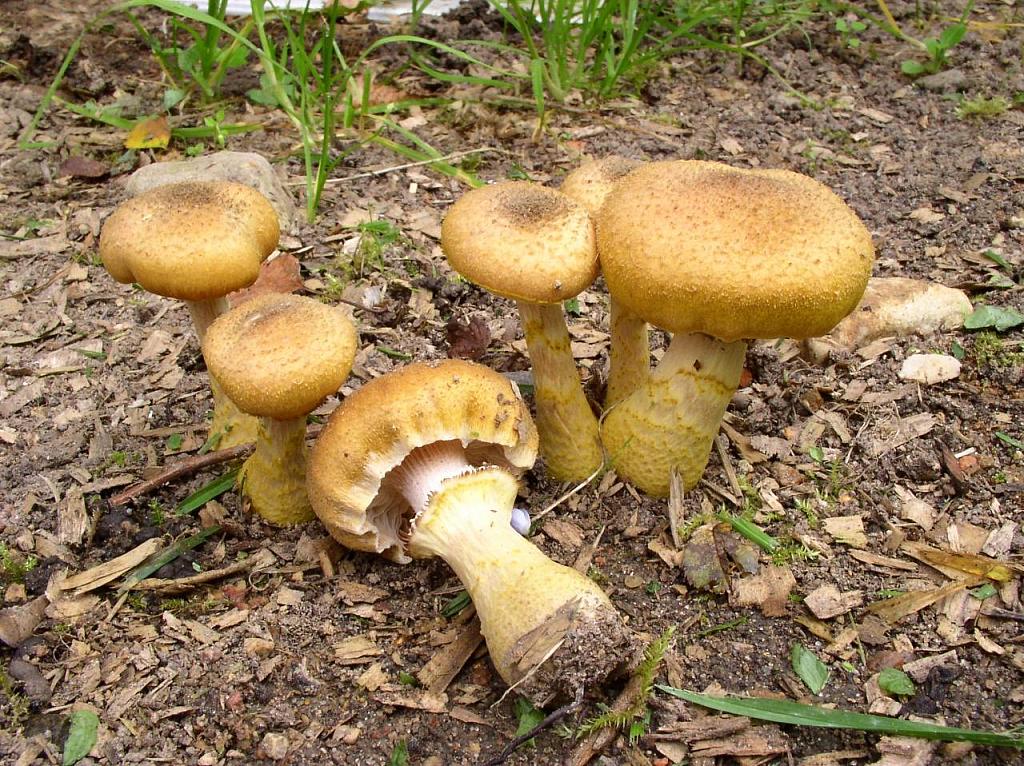 Armillaria gallica