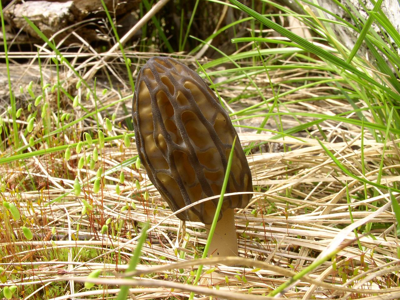 Morchella elata
