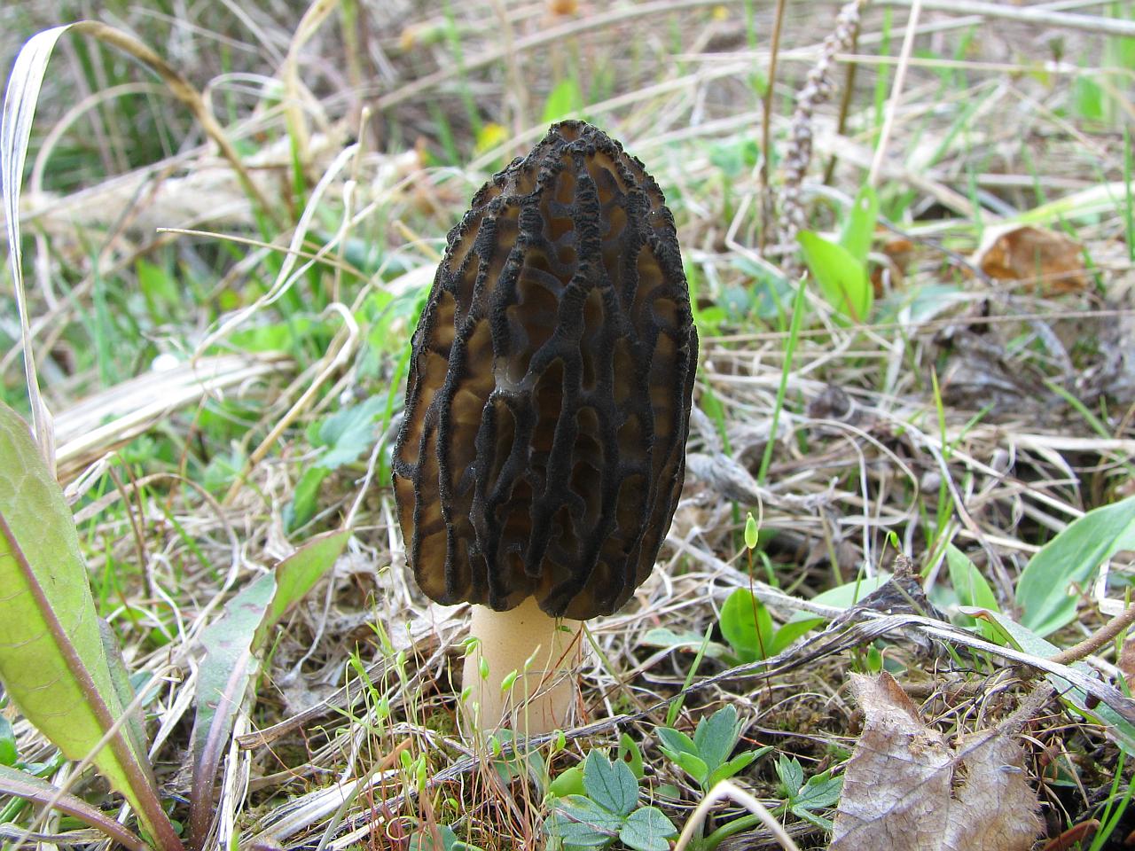 Morchella elata